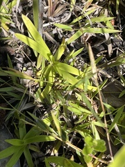 Rhynchospora ciliaris