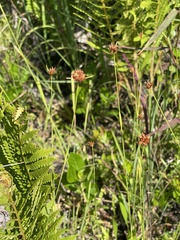 Rhynchospora ciliaris