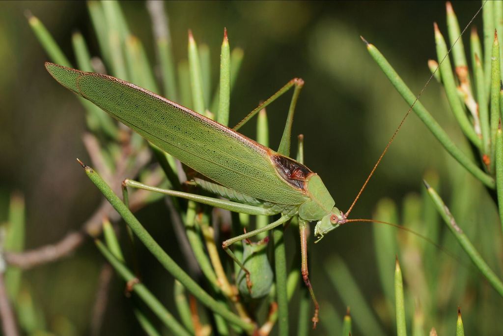 Caedicia scalaris