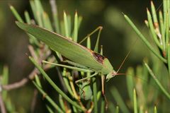 Caedicia scalaris