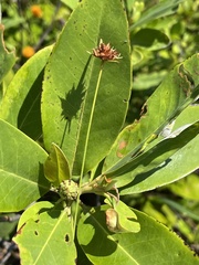 Rhynchospora ciliaris