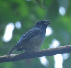 Niltava macgrigoriae