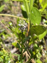 Polygala brevifolia
