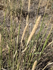 Agropyron