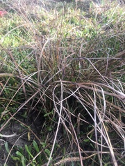 Carex litorosa