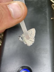 Glaucopsyche lygdamus oro