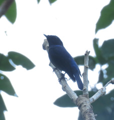 Niltava macgrigoriae