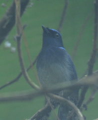 Niltava macgrigoriae