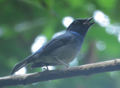 Niltava macgrigoriae