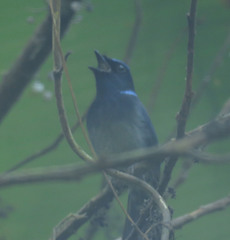 Niltava macgrigoriae