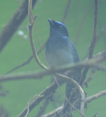 Niltava macgrigoriae