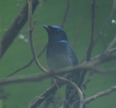 Niltava macgrigoriae