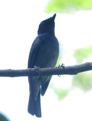 Niltava macgrigoriae