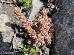 Sedum rupicola