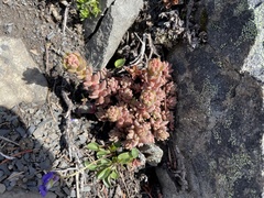 Sedum rupicola