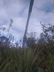 Puya hamata