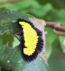 Xanthyris flaveolata