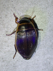 Dytiscus cordieri