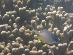 Amblyglyphidodon orbicularis