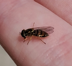 Toxomerus marginatus