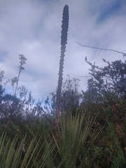 Puya hamata
