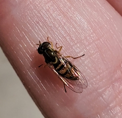 Toxomerus marginatus