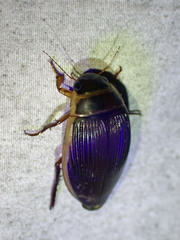 Dytiscus cordieri