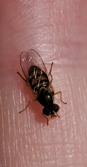 Toxomerus marginatus