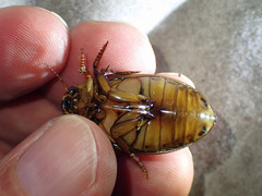 Dytiscus cordieri