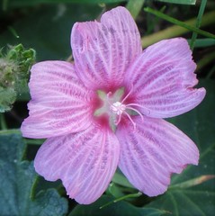 Sidalcea calycosa rhizomata