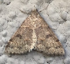 Tetanolita palligera