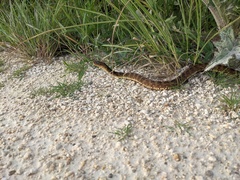 Nerodia fasciata × clarkii