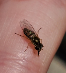 Toxomerus marginatus