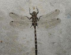 Austroaeschna flavomaculata