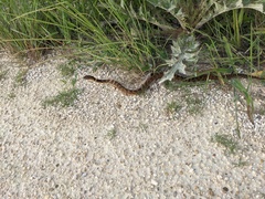 Nerodia fasciata × clarkii