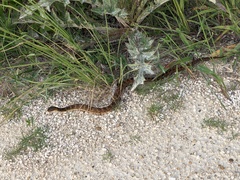 Nerodia fasciata × clarkii