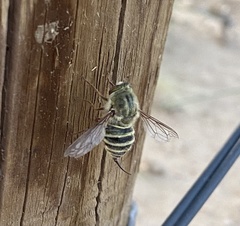 Trichopsidea clausa