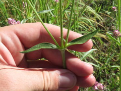 Gomphrena sonorae