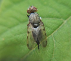 Tetanops