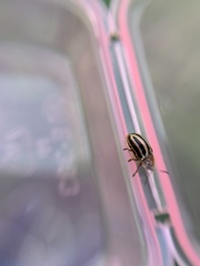 Agroiconota bivittata