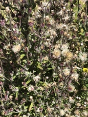 Asteraceae