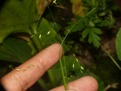 Poa paludigena