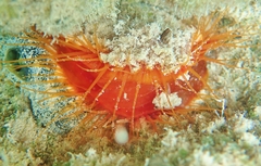 Ctenoides scaber image