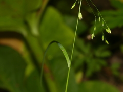 Poa paludigena