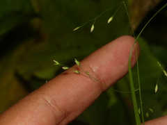 Poa paludigena