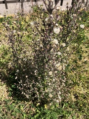Asteraceae
