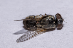 Musca vetustissima