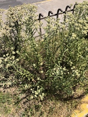 Pseudognaphalium chartaceum