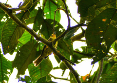 Metopothrix aurantiaca