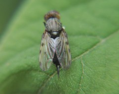 Tetanops